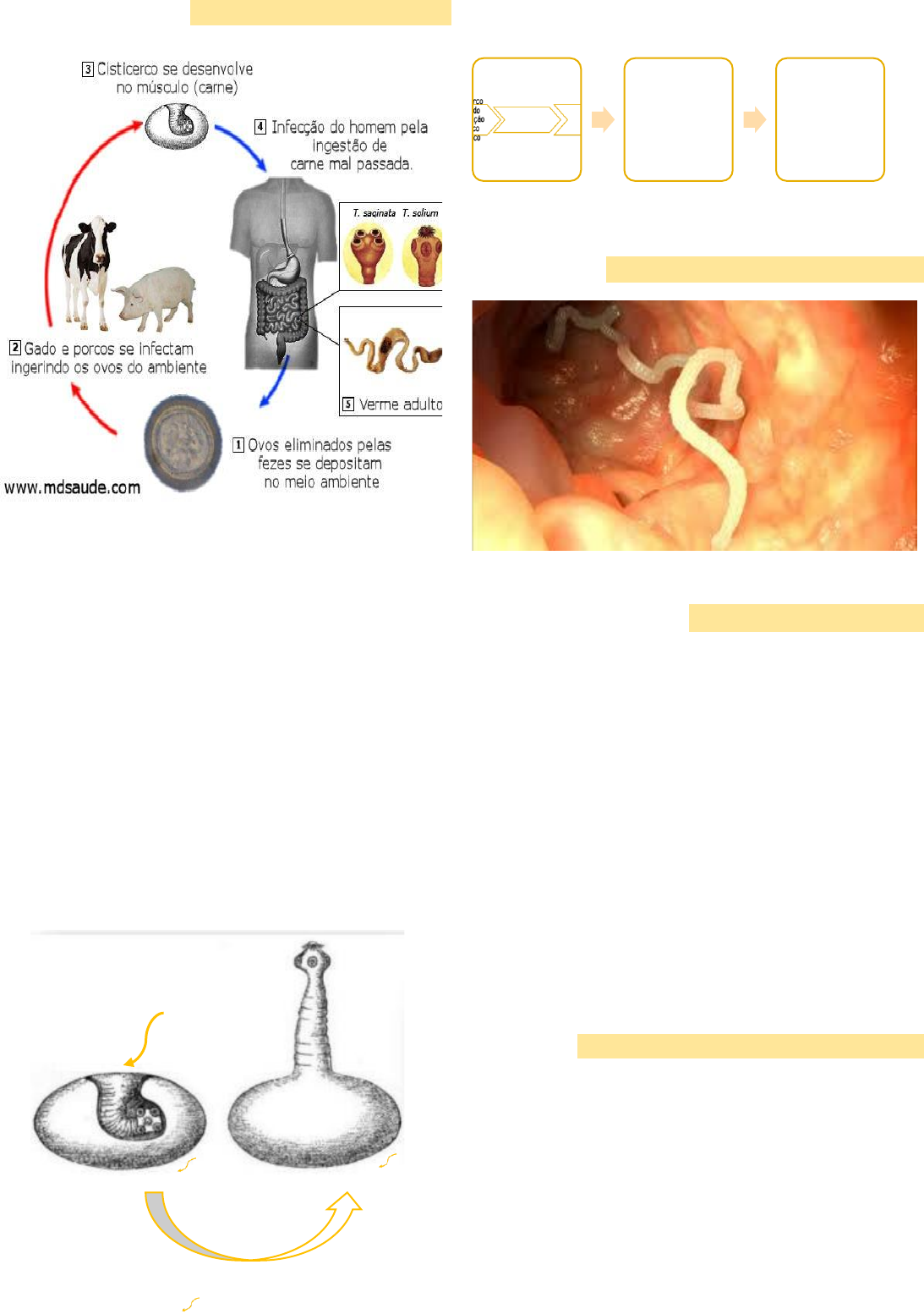 Proglótides de Tenia (Dipylidium caninum) en Perros, image size:1093x1553