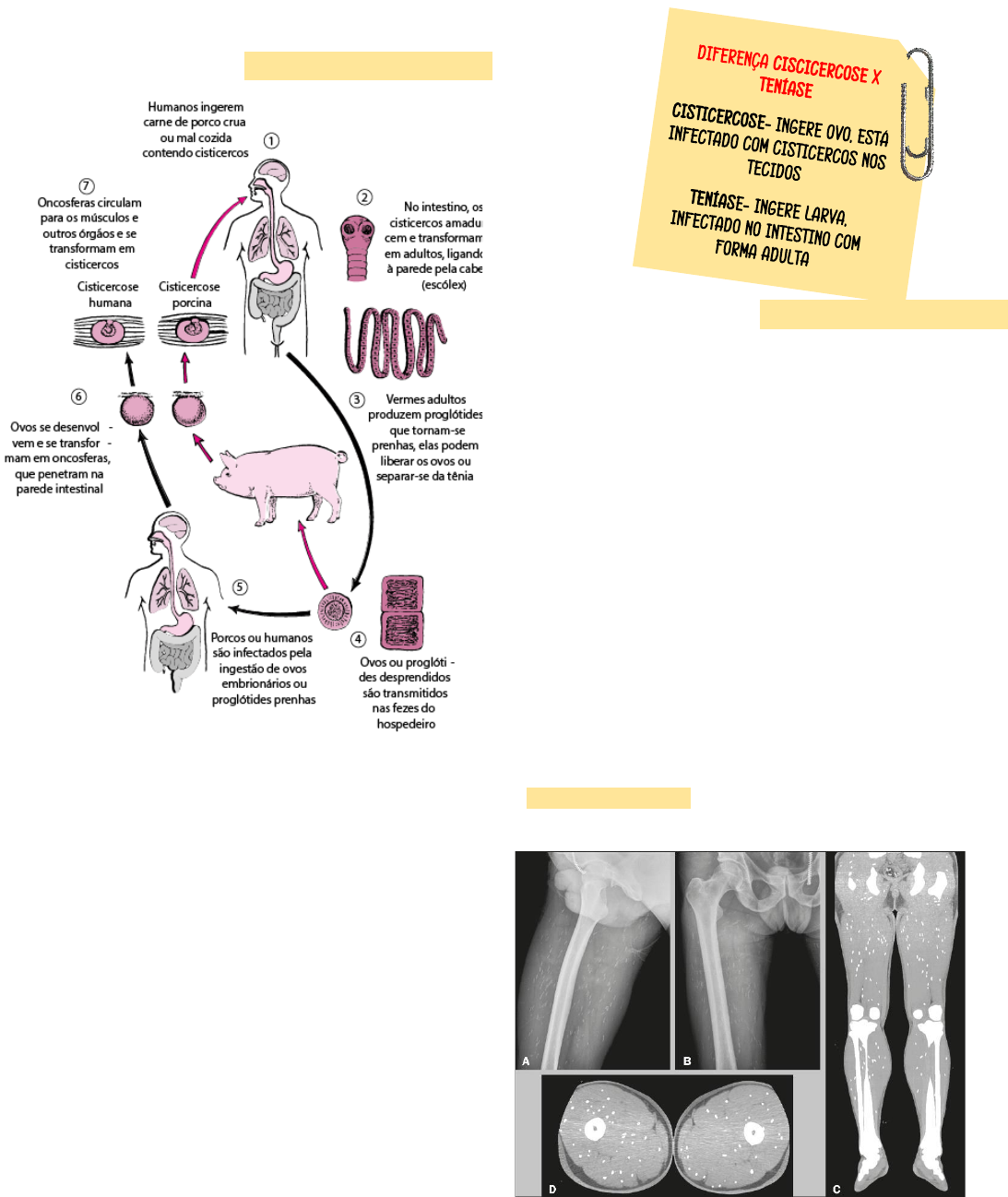 Sistema digestório – Anatomia papel e caneta, image size:1093x1298