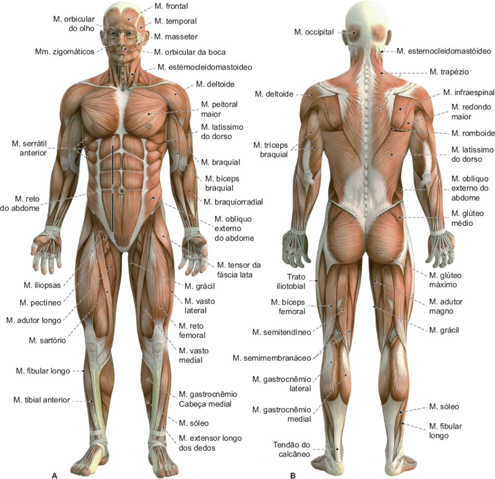 Grátis: Anatomia Humana Texto e Atlas - Musculos (1) - Material Claro e  Objetivo em PDF para Estudo Rápido, image size:1010x978