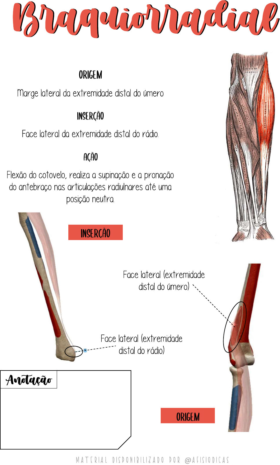 Braquiorradial - Anatomia I