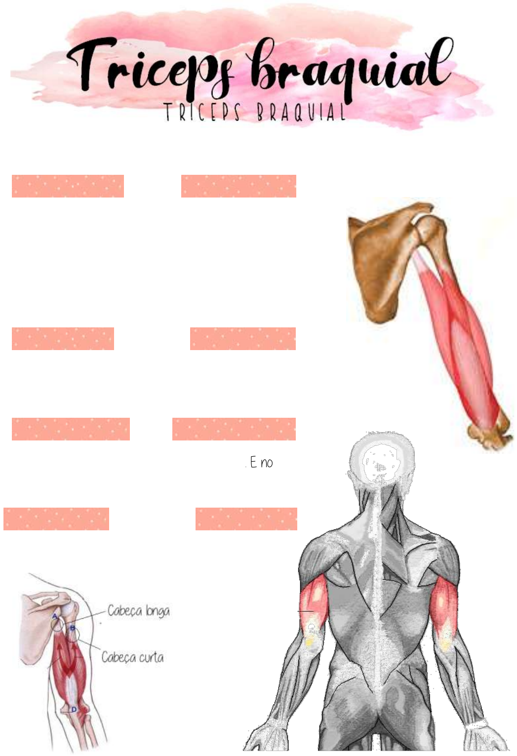 Anatomia do bíceps e tríceps