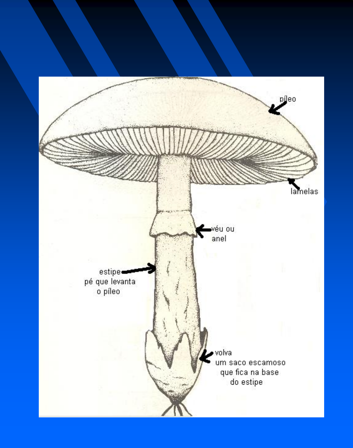 Grátis: COGUMELOS NO SUL DO BRASIL volume 1 - Material Claro e Objetivo em  PDF para Estudo Rápido, image size:1174x1491