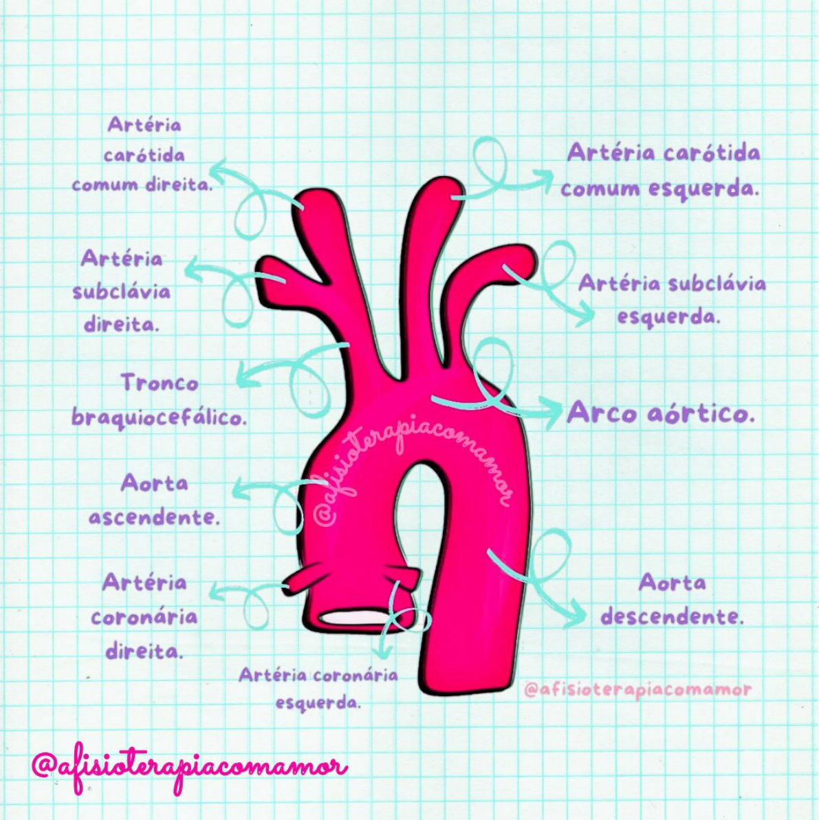 Anatomia Cardiovascular - Anatomia Humana I