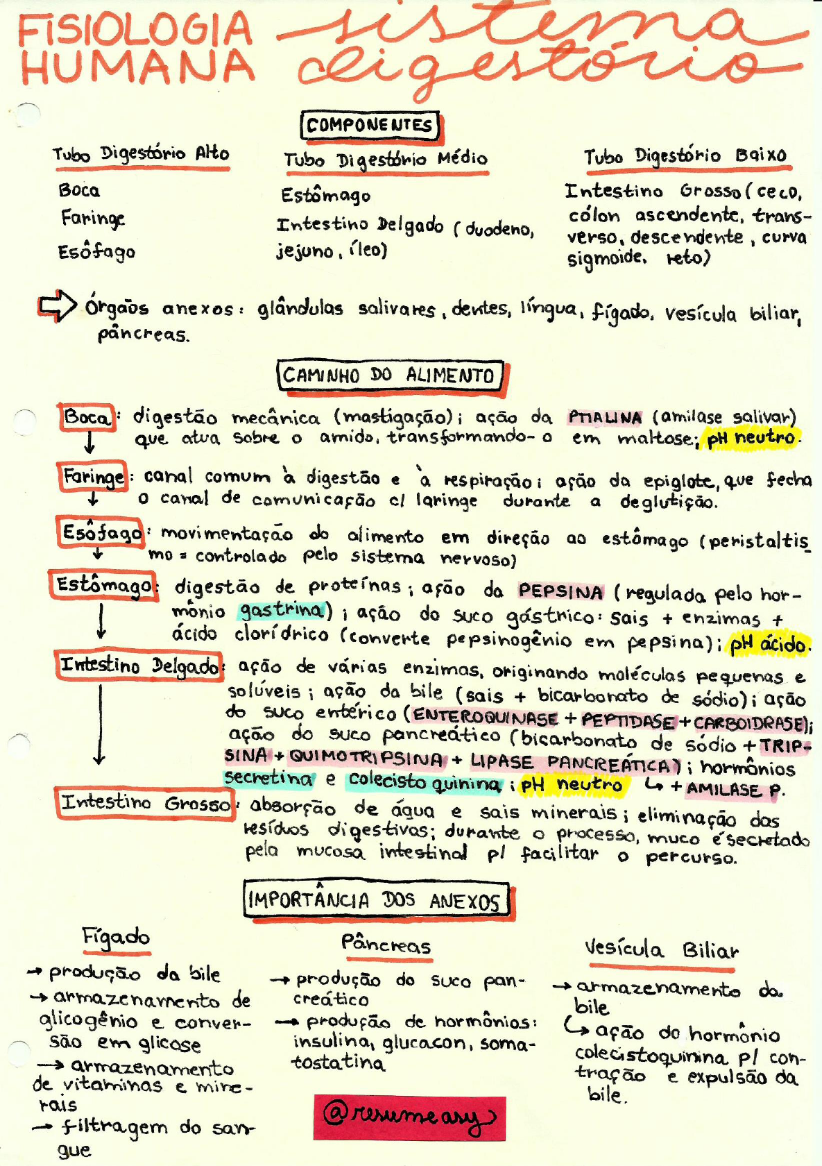 Sistema digestório - Mapa Mental