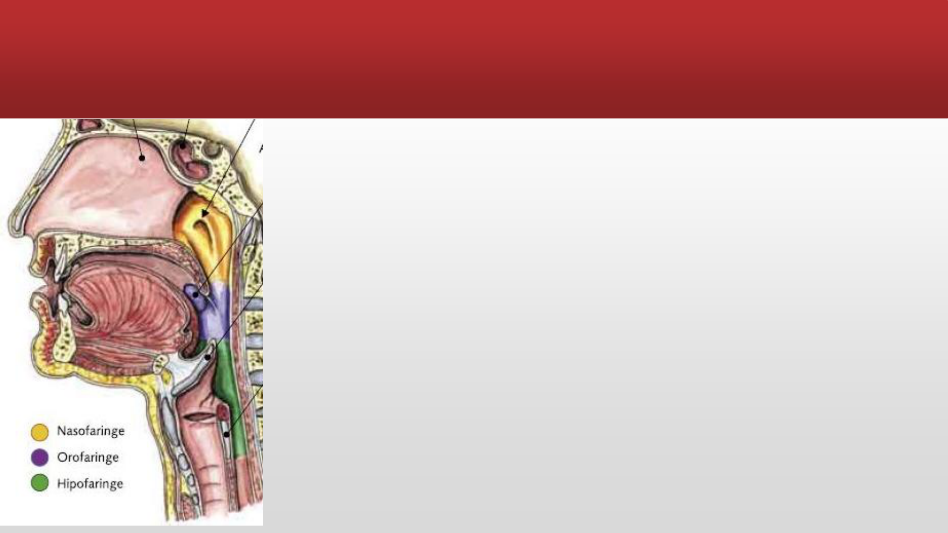 Lab) Histologia - Endocrino | PDF | Glándula pituitaria | Tiroides, image size:1920x1080