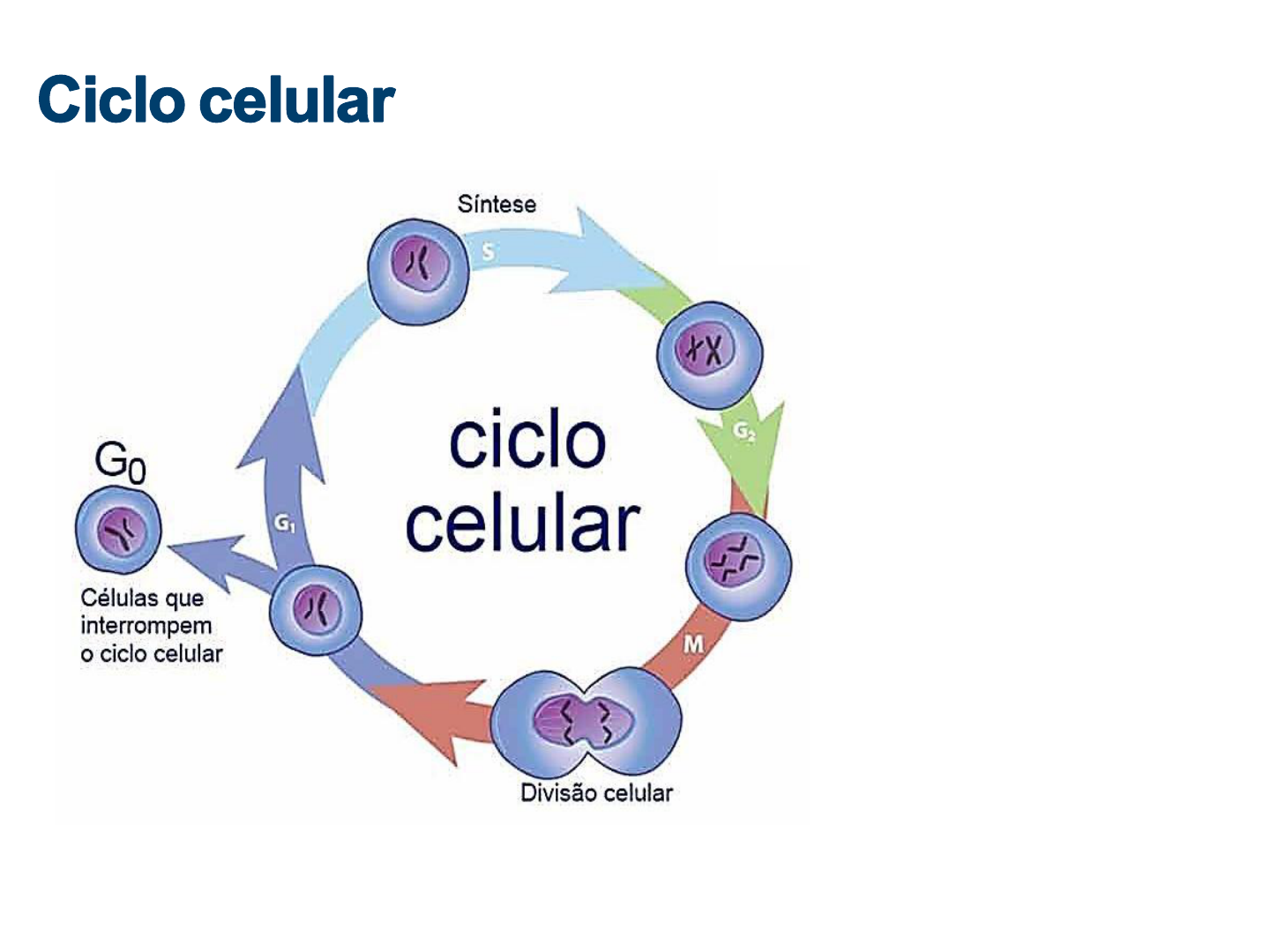 Divisão celular - Biologia - InfoEscola