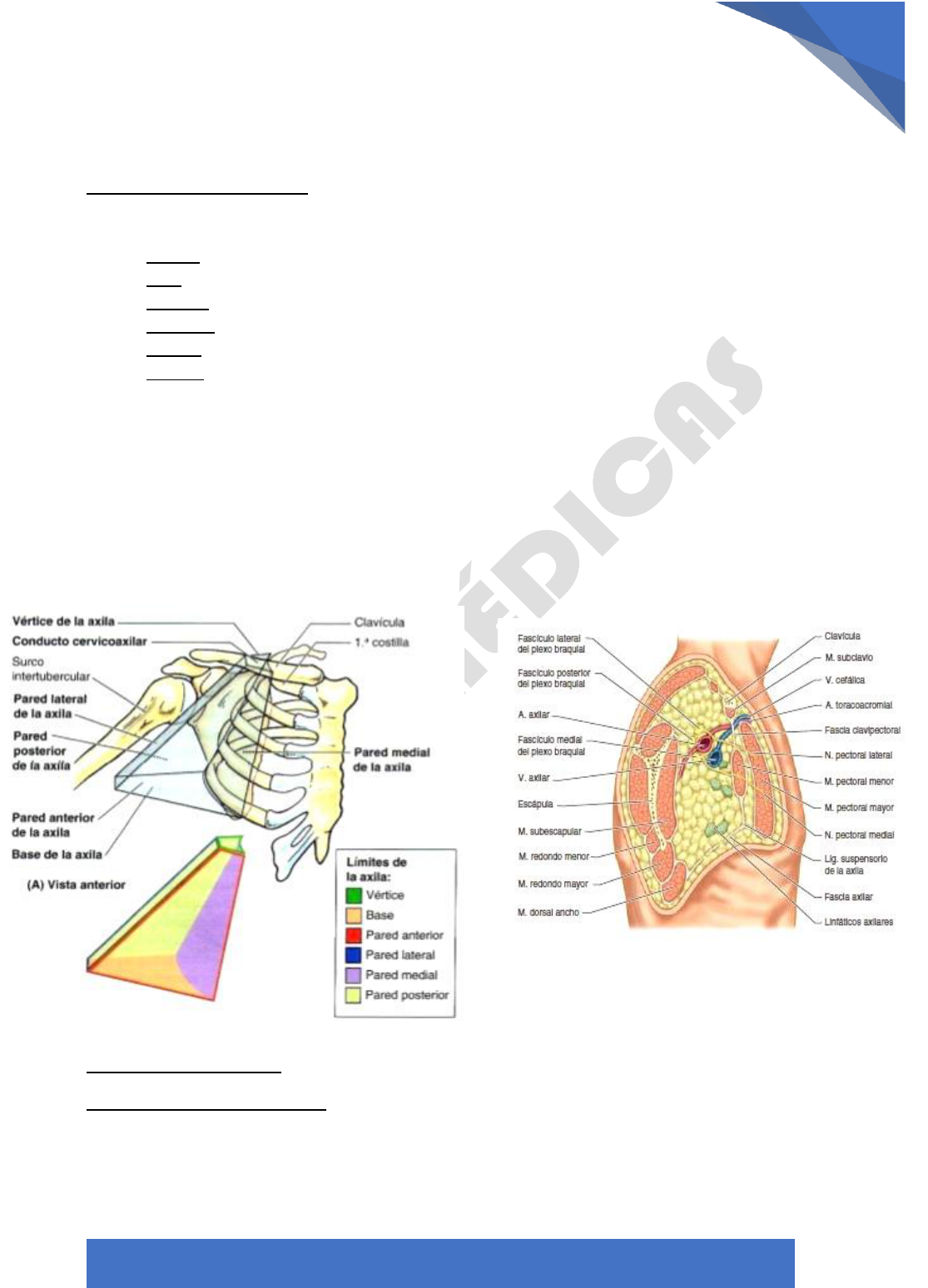 fascia axilar