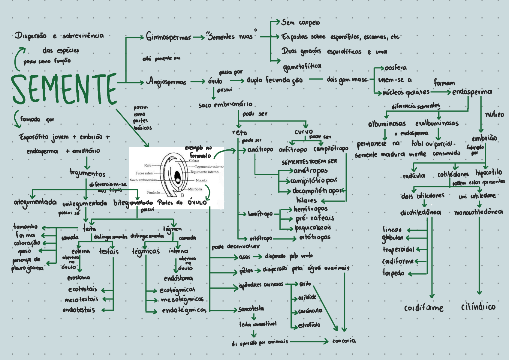 Semente Mapa Conceptual De Moralidad 6410