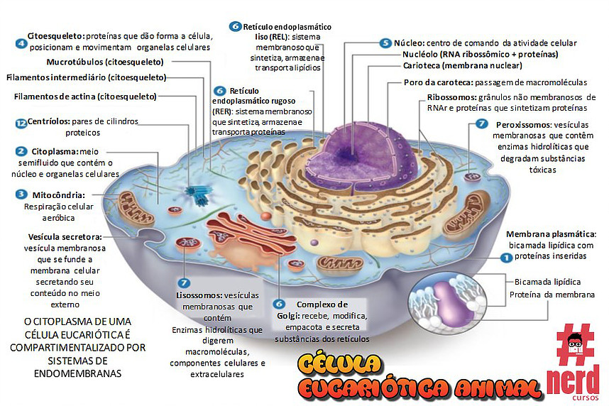 Célula Eucariótica Animal - Biologia