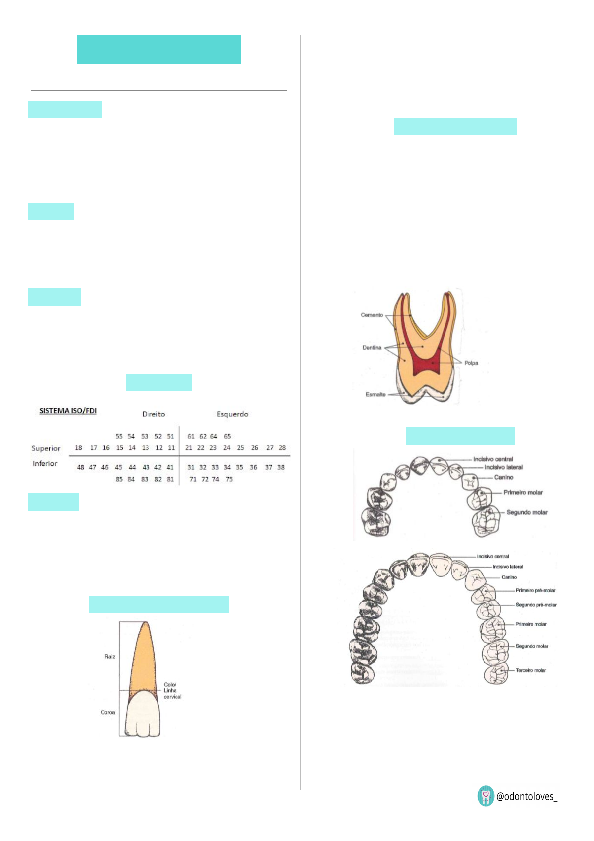 Dra. Dentinhos - 💀 Anatomia da Mandíbula ☠️ ⠀ O que achariam de uma  apostila de anatomia só com desenhos meus? ♥️ ⠀ #anatomia #anato #mandibula  #mandibular #fisiologia #odontologia #medicina #odontoporamor  #studygramodontologia #anatomy #jaw