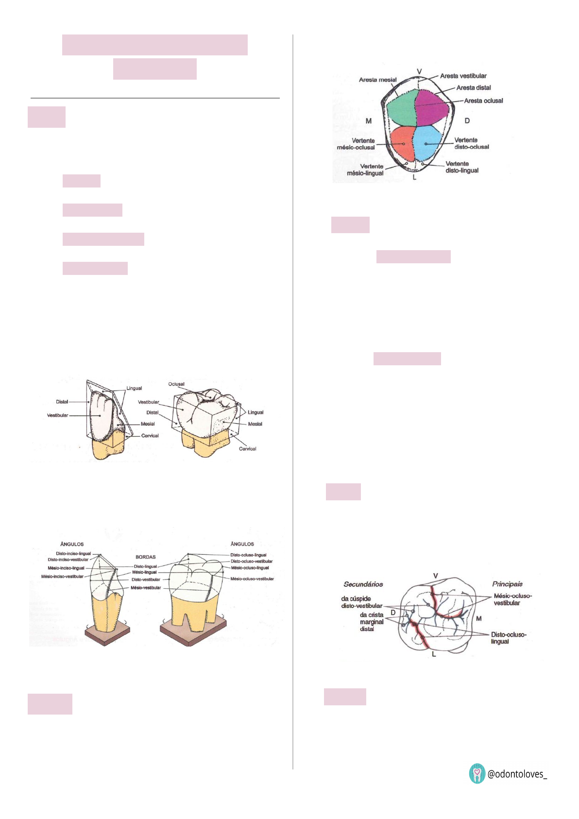 Dra. Dentinhos - 💀 Anatomia da Mandíbula ☠️ ⠀ O que achariam de uma  apostila de anatomia só com desenhos meus? ♥️ ⠀ #anatomia #anato #mandibula  #mandibular #fisiologia #odontologia #medicina #odontoporamor  #studygramodontologia #anatomy #jaw