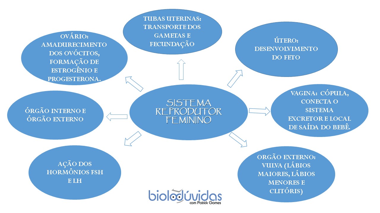 Sistema Reprodutor Feminino Mapa Mental Biologia