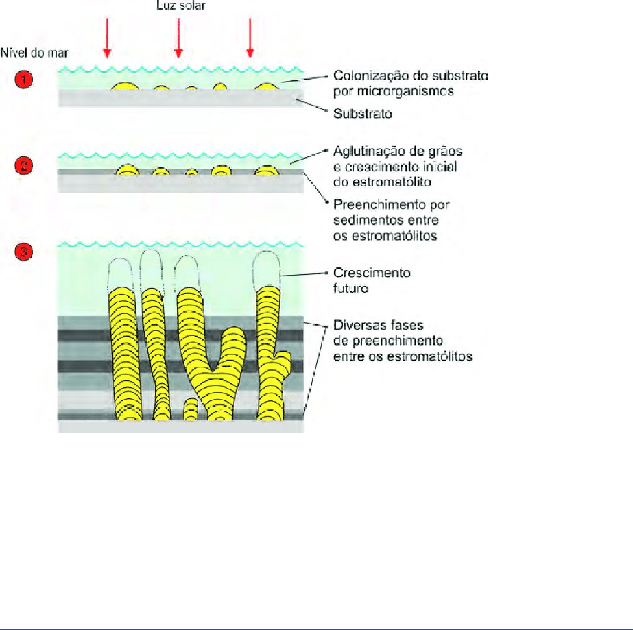 Grátis: Divisão Cyanophyta - Material Claro e Objetivo em PDF para Estudo  Rápido