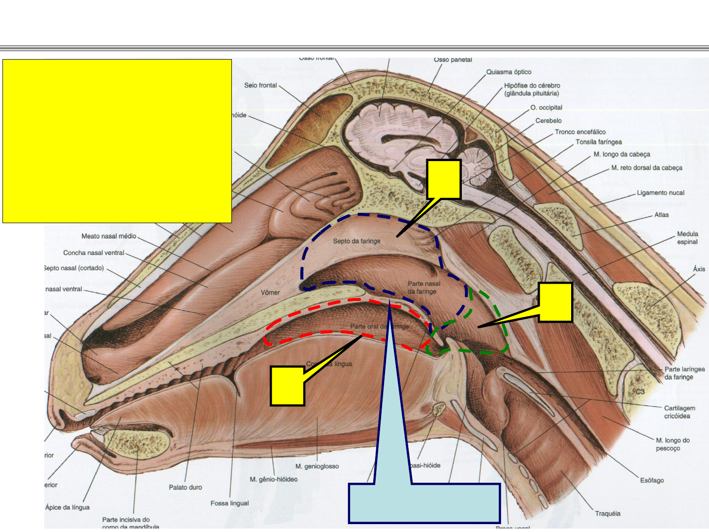 anatomia do sistema respiratório parte 2 medicina veterinária