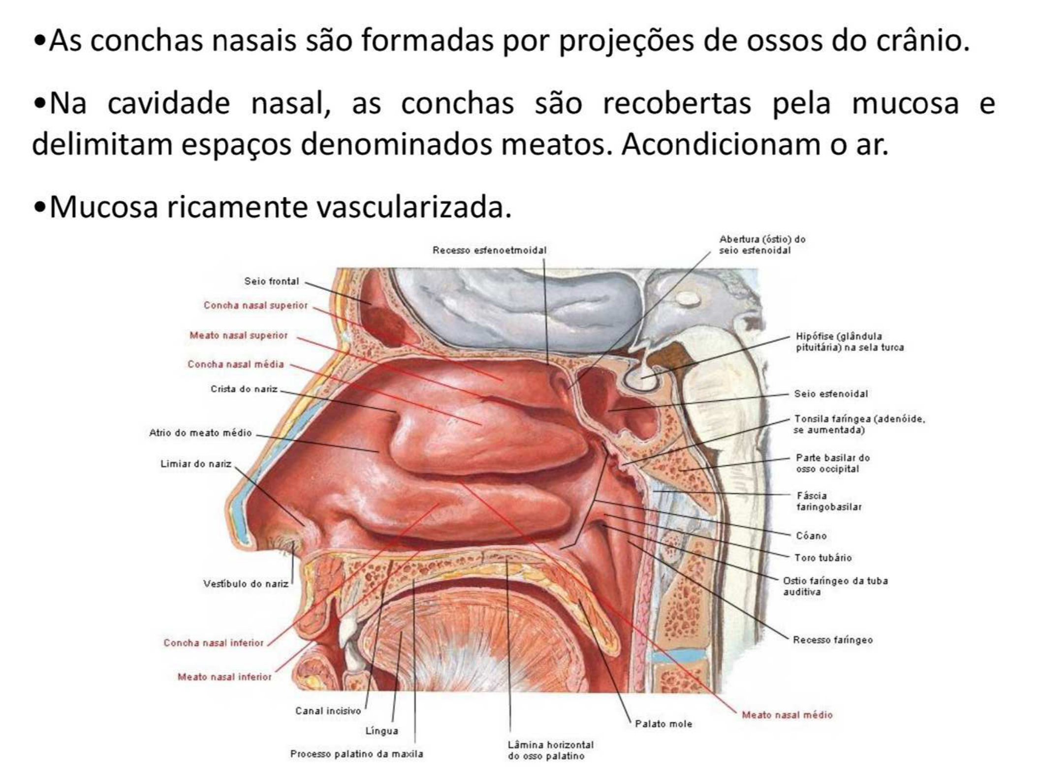 Anatomia Da Cavidade Nasal LEARNBRAZ