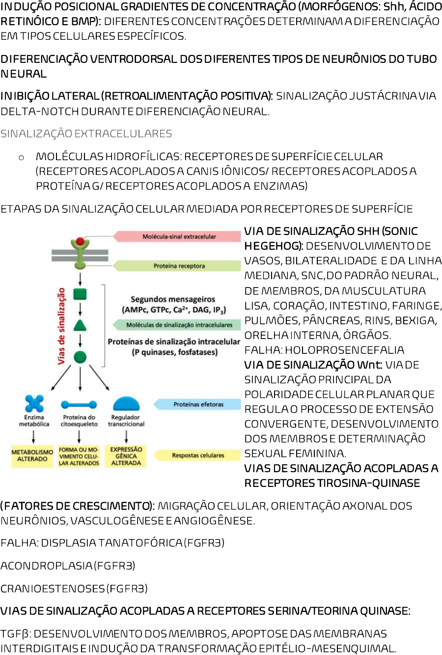 Mecanismos Do Desenvolvimento Humano Histologia E Embriologia The