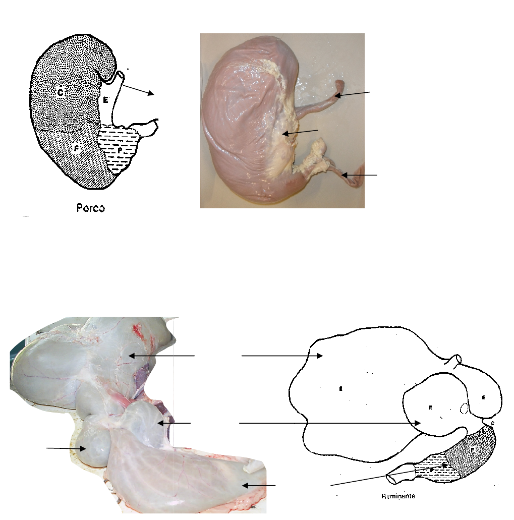 Grátis: 9 SISTEMA DIGESTIVO - Material Claro e Objetivo em PDF para Estudo  Rápido, image size:1019x1031