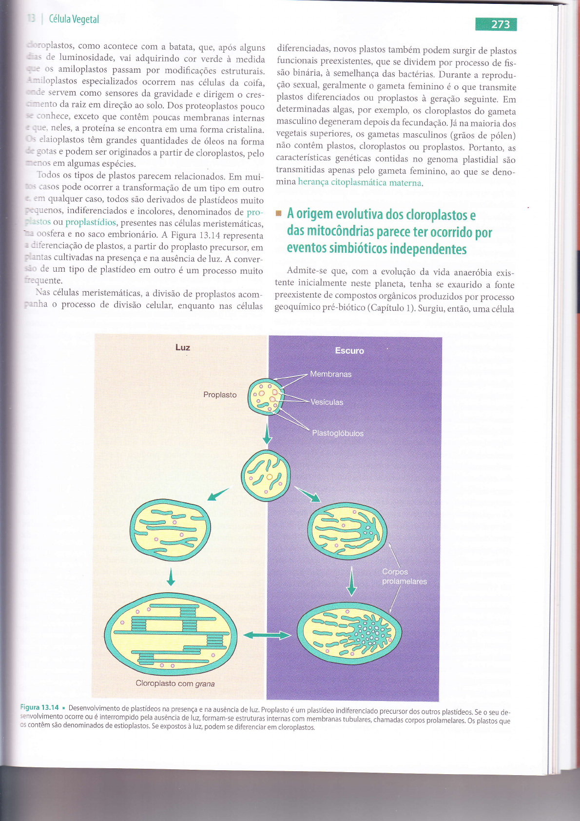 Grátis: Estrutura e Função da Célula Vegetal - Material Claro e Objetivo em  PDF para Estudo Rápido, image size:1190x1683