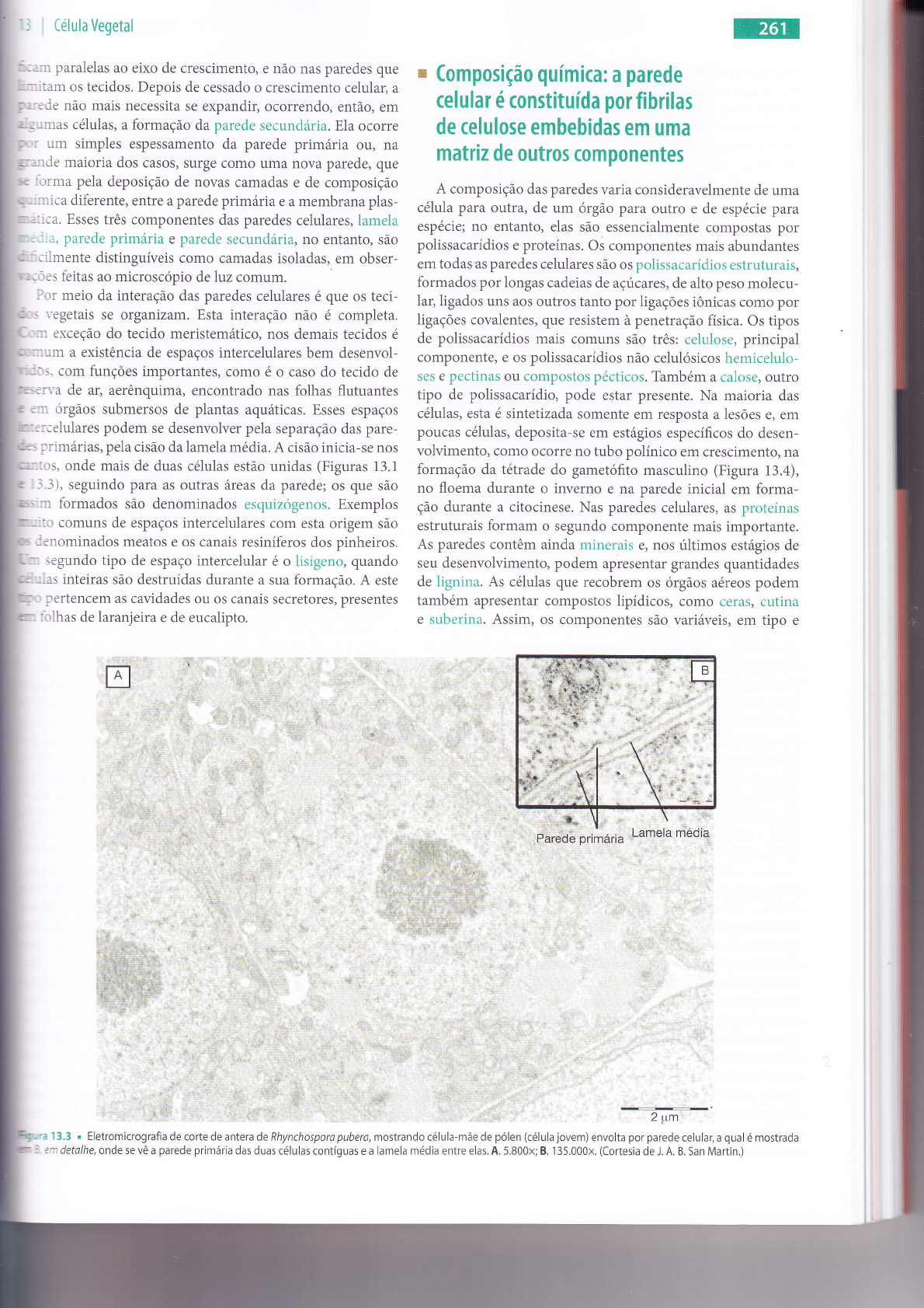 2 Microscopia e Teoria Celular | PDF | Célula (Biologia) | Biologia, image size:1190x1683