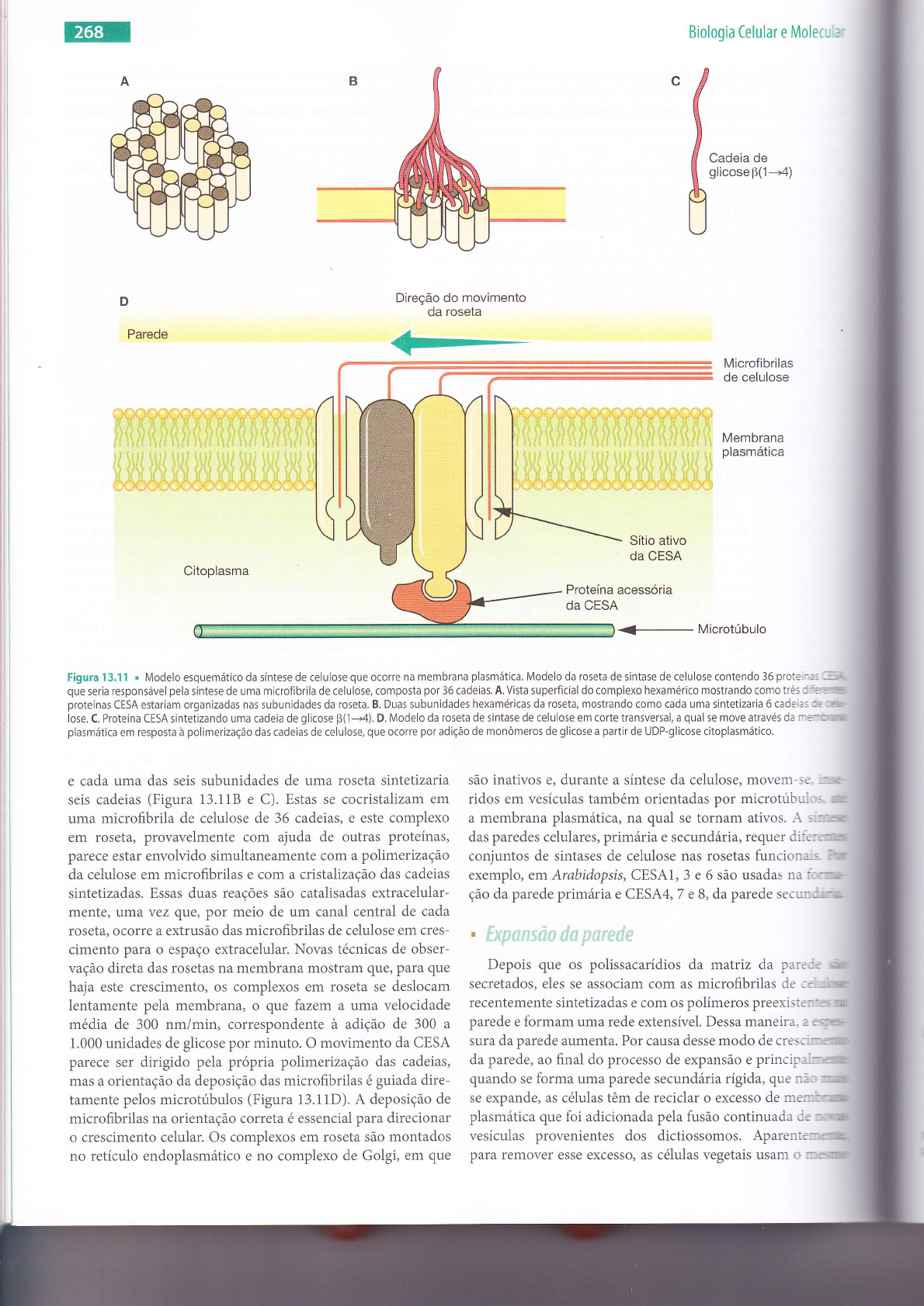 Célula – Wikipédia, a enciclopédia livre, image size:1190x1683
