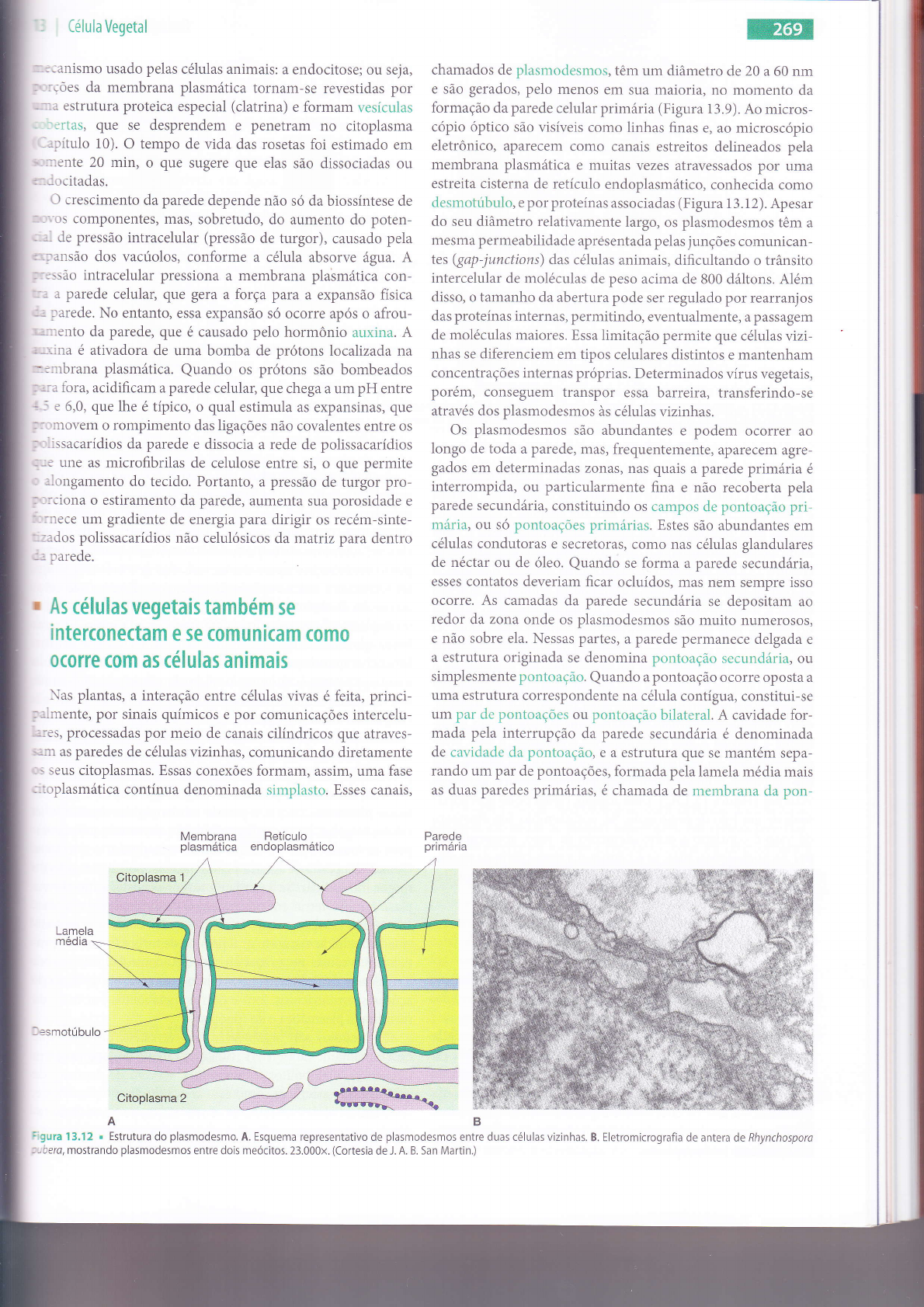 Grátis: Estrutura e Função da Célula Vegetal - Material Claro e Objetivo em  PDF para Estudo Rápido, image size:1190x1683