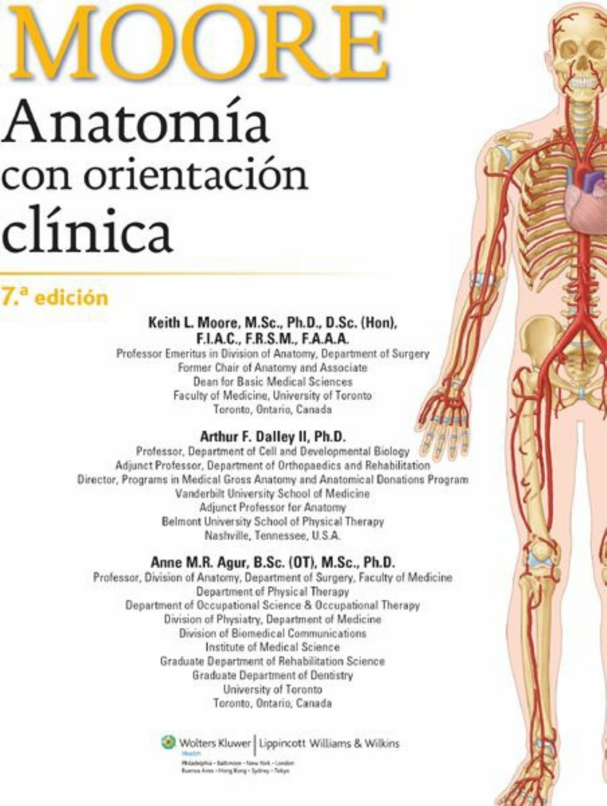 Articulaciones de la clavícula  Medical anatomy, Medicine studies, Anatomy