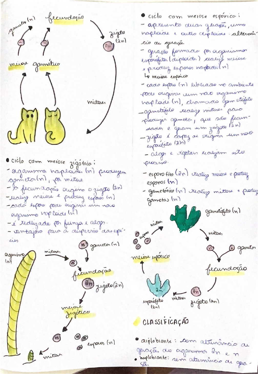 Ciclos Reprodutivos Biologia 5266