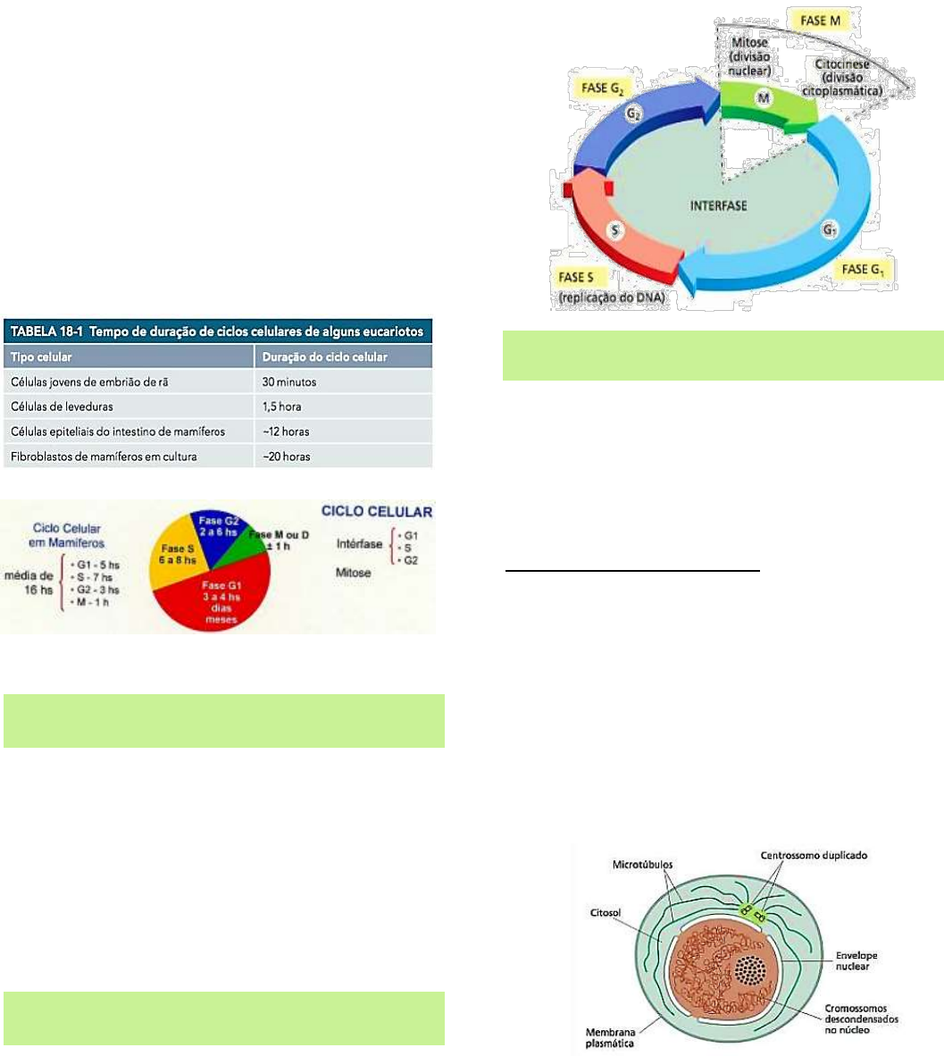 Ciclo celular: o que é, etapas, controle, resumo - Biologia Net