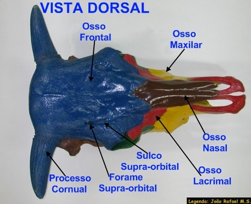 Crânio Bovino 01 - Anatomia Veterinária I