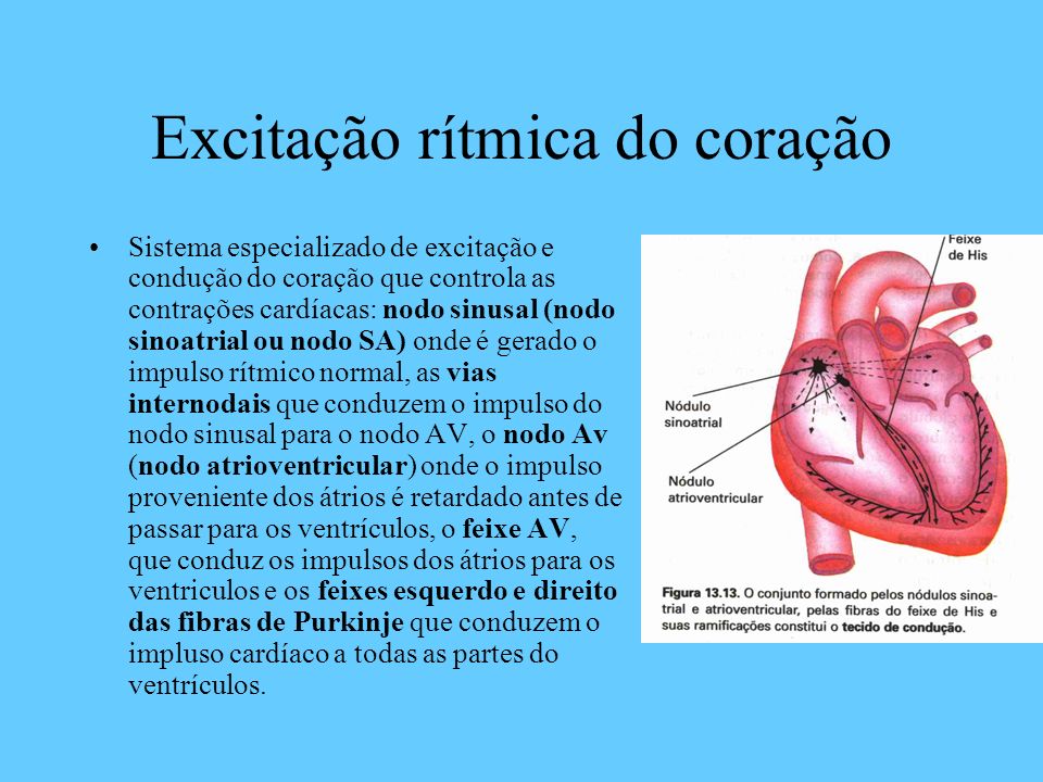 Excitação+rítmica+do+coração - Morfofisiologia