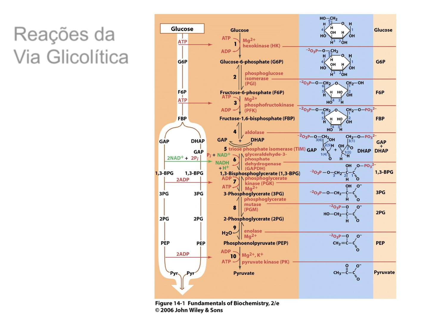 Sinalização purinérgica: implicações fisiopatológicas, image size:1440x1080