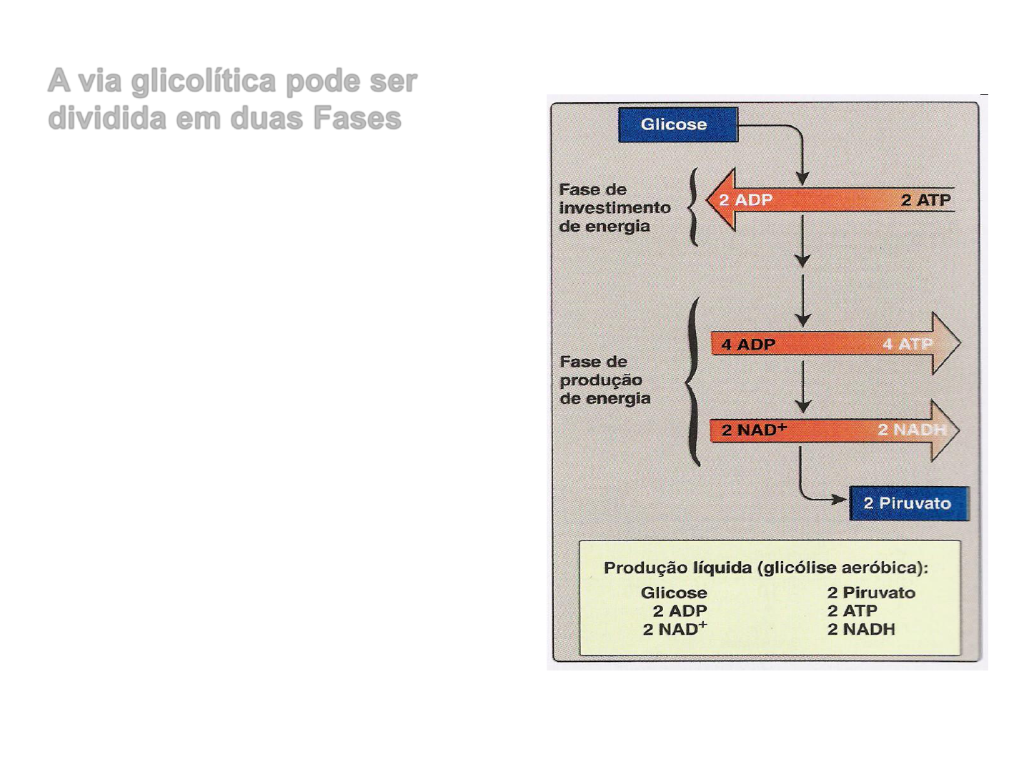 Grátis: 1 Via glicolítica + Regulação Bioquímica II - Material Claro e  Objetivo em PDF para Estudo Rápido, image size:1440x1080