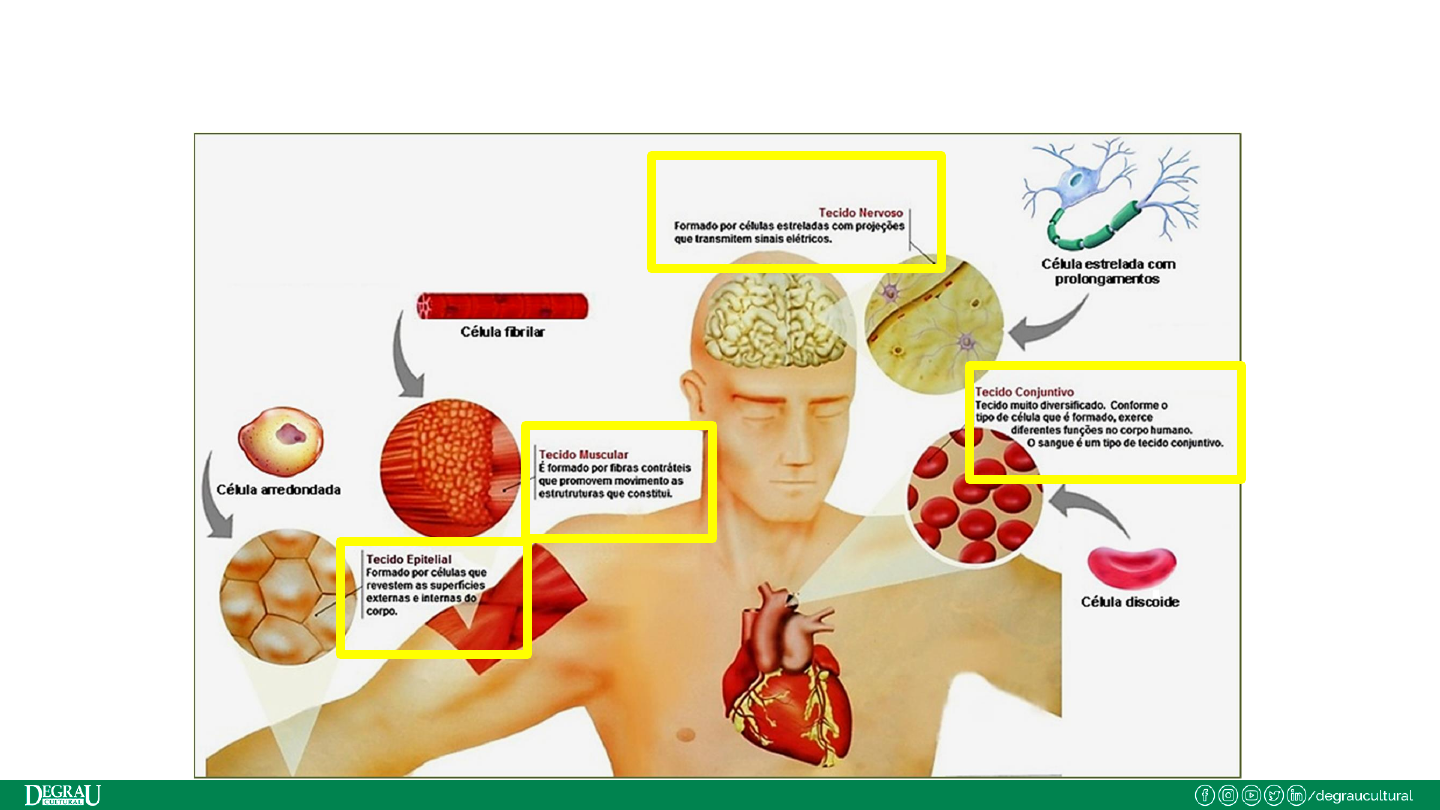 Grátis: Tecidos do Corpo Humano - Questões Resolvidas com Gabarito em PDF, image size:1440x810