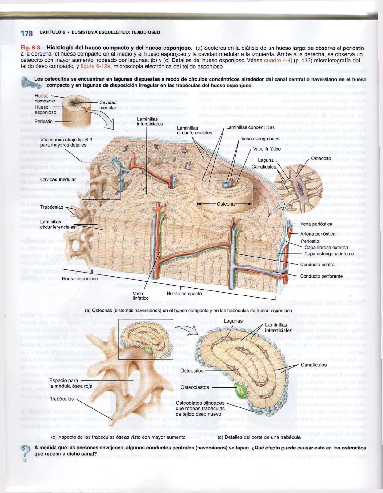 diagrama de hueso compacto y esponjoso