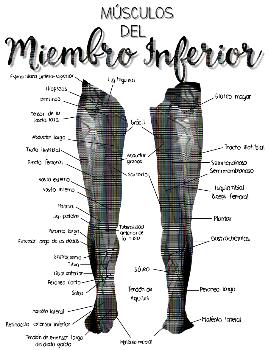 músculos del miembro inferior posterior