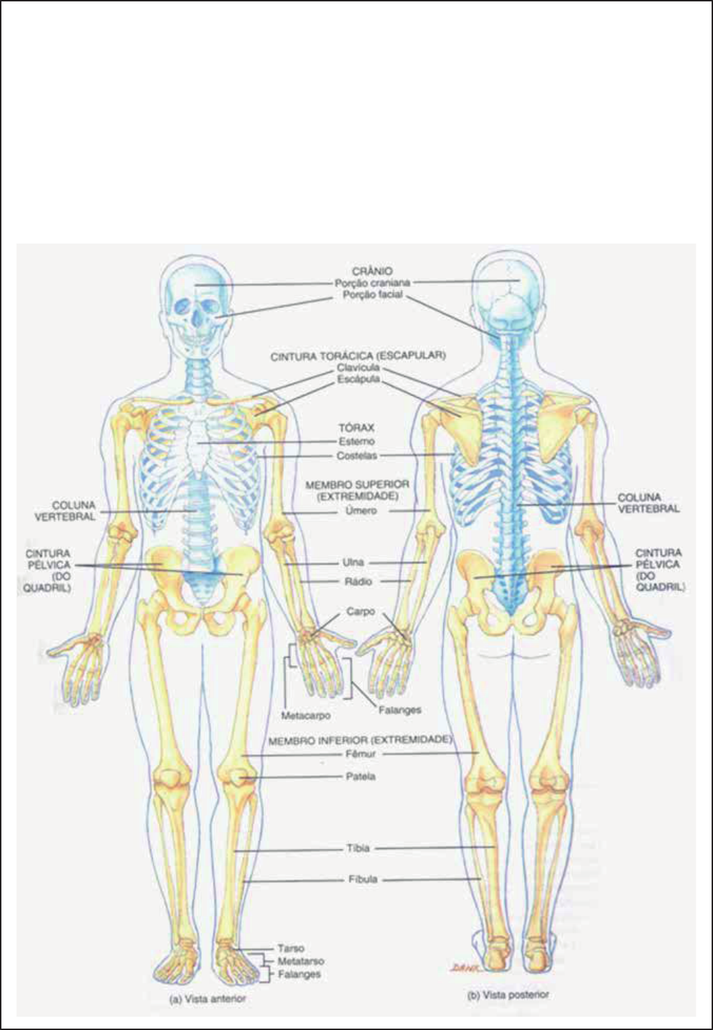 Aparelho Locomotor - Divisão do esqueleto - Anatomia Humana I