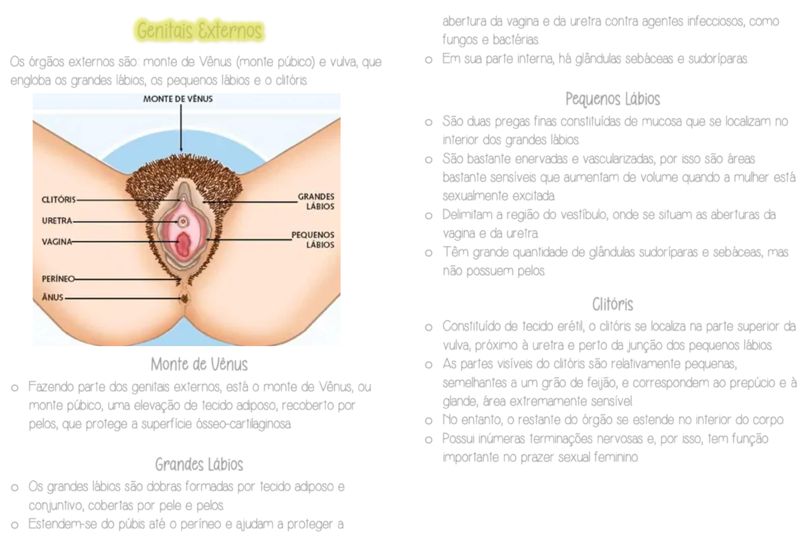 Aparelho Genital Feminino - Saúde da Mulher