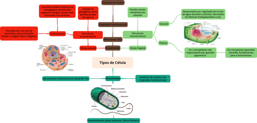 tipos de células-mapa mental - Anatomia I