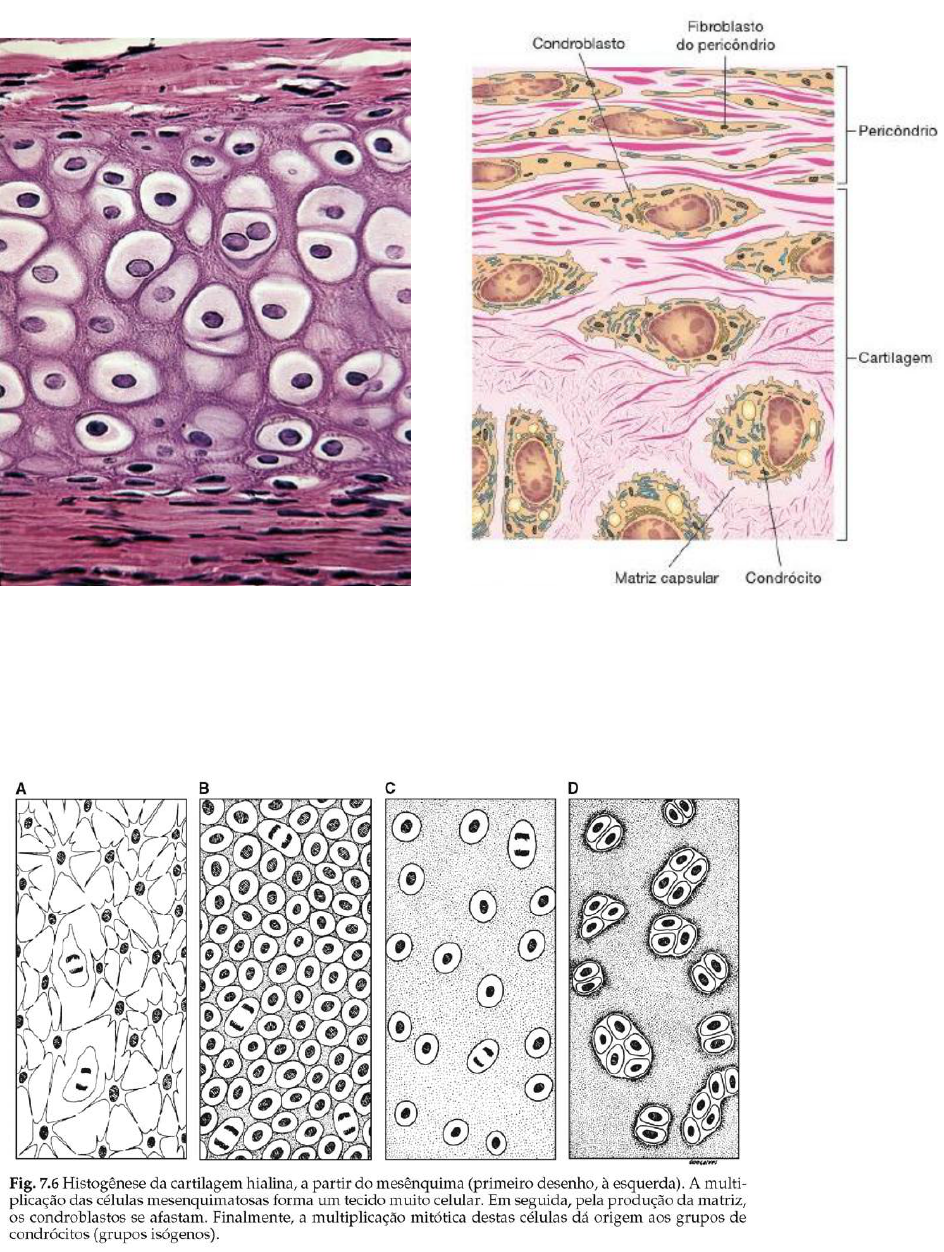 Diagrama De Tecido De Cartilagem Hialina Atlas Histologia