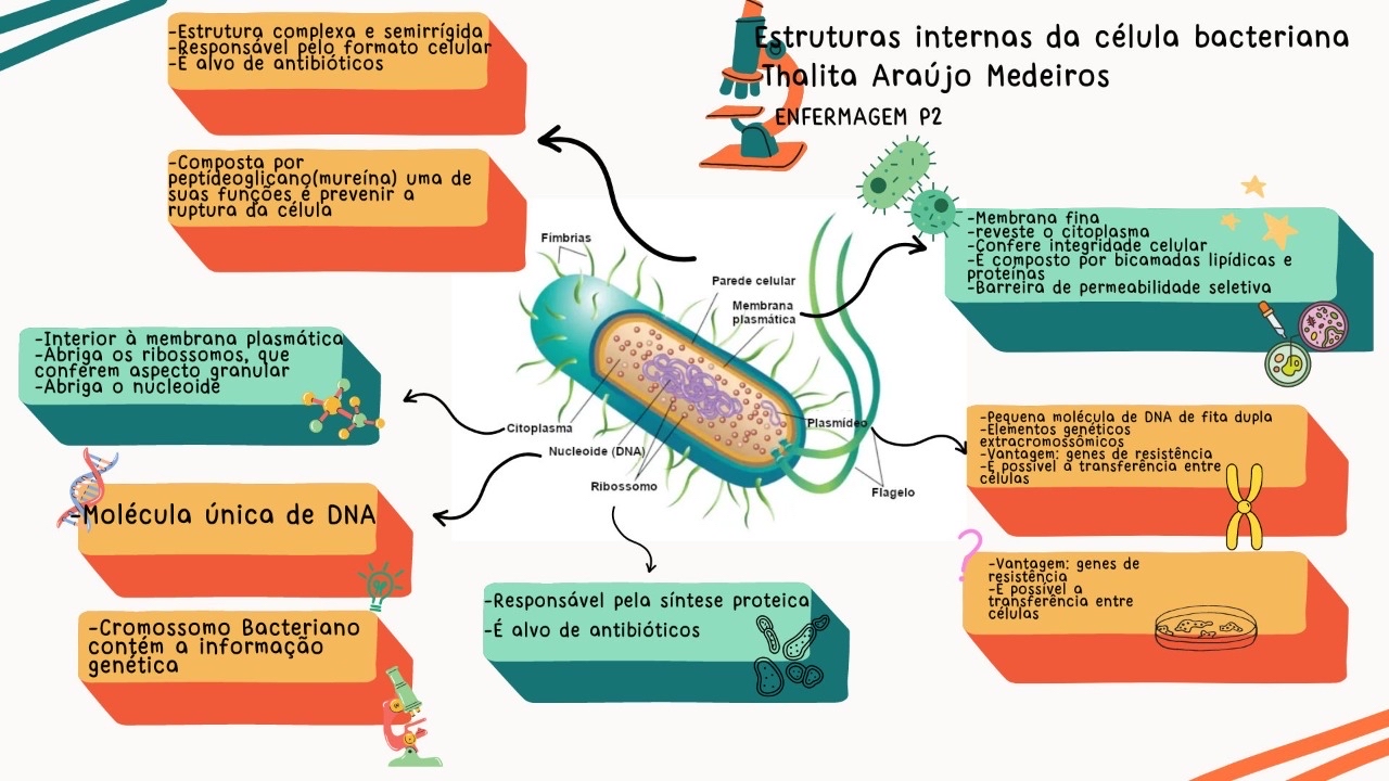 Mapa mental - estruturas internas da célula bacteriana - Microbiologia