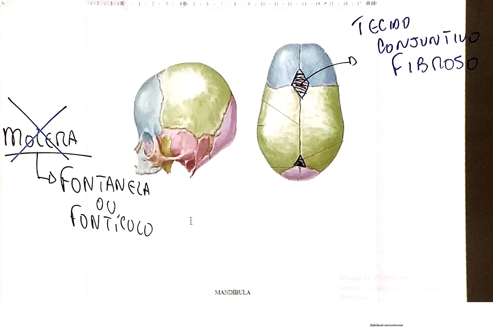 Conceitue O Esqueleto Axial E Exemplifique E Comente Dois Exemplos