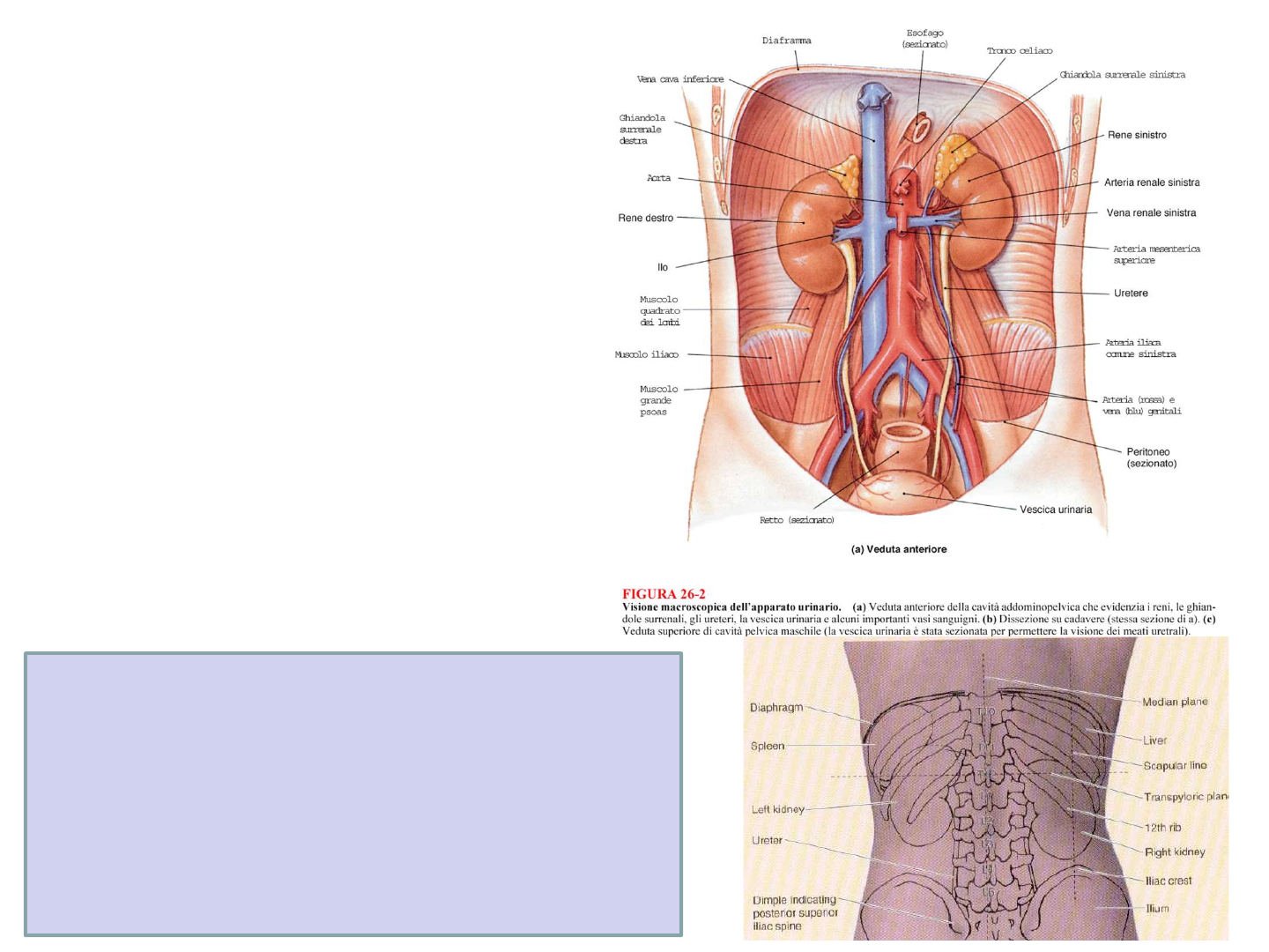 urinario Neuroanatomia