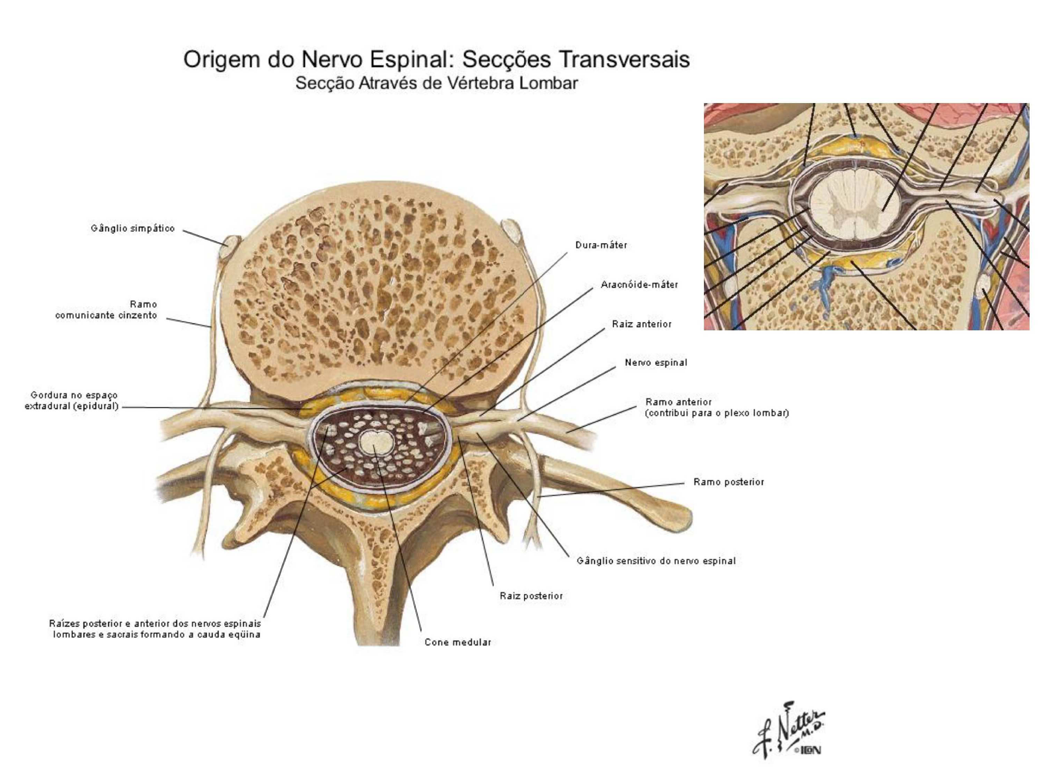 Origem do Nervo Espinhal Secções Transversais Anatomia I