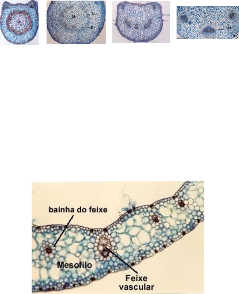 Grátis: 10-Folha (1) - Material Claro e Objetivo em PDF para Estudo Rápido, image size:832x1025