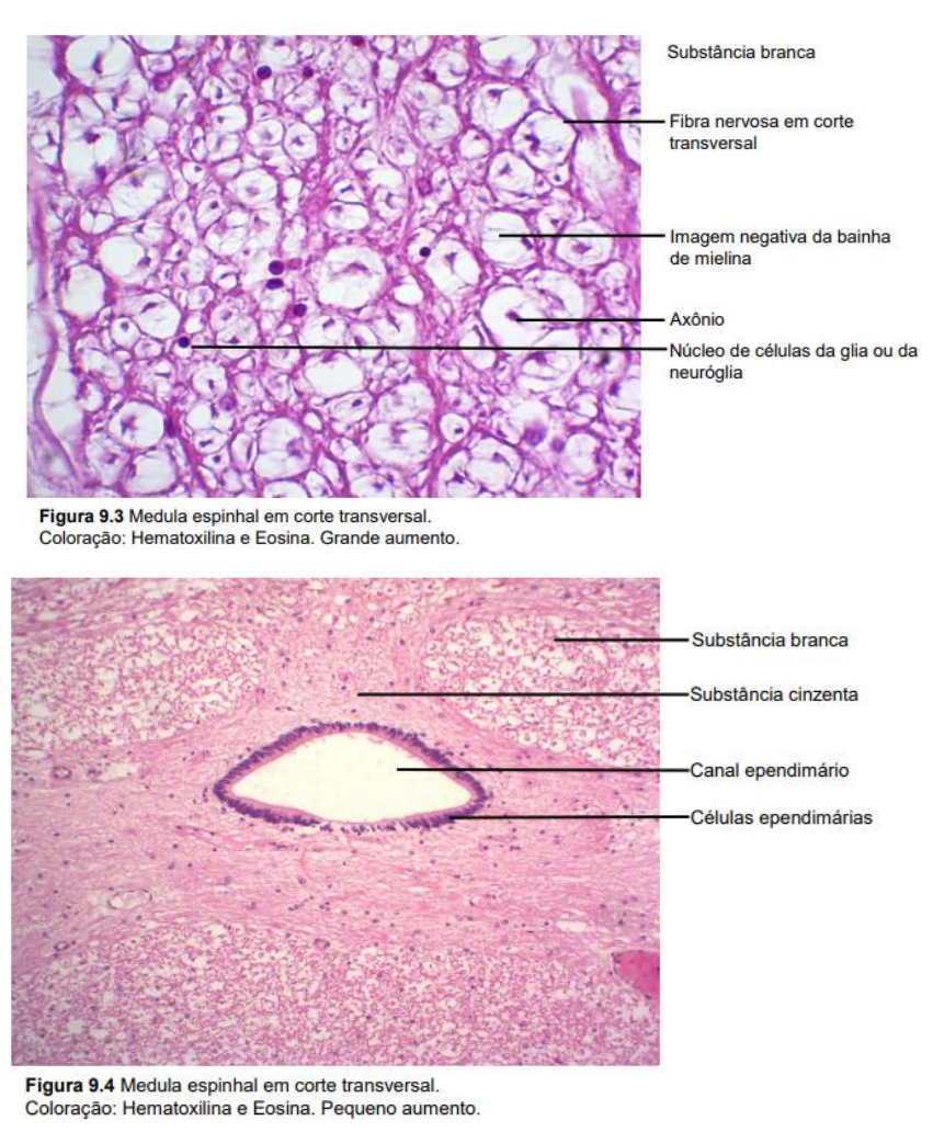 LAMINAS HISTOLOGICAS TECIDO NERVOSO - Histologia E Embriologia