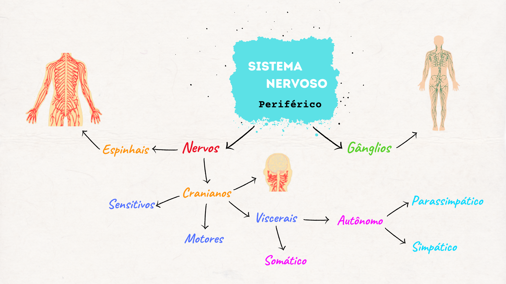 Mapa Mental Sistema Nervoso Periférico - FDPLEARN