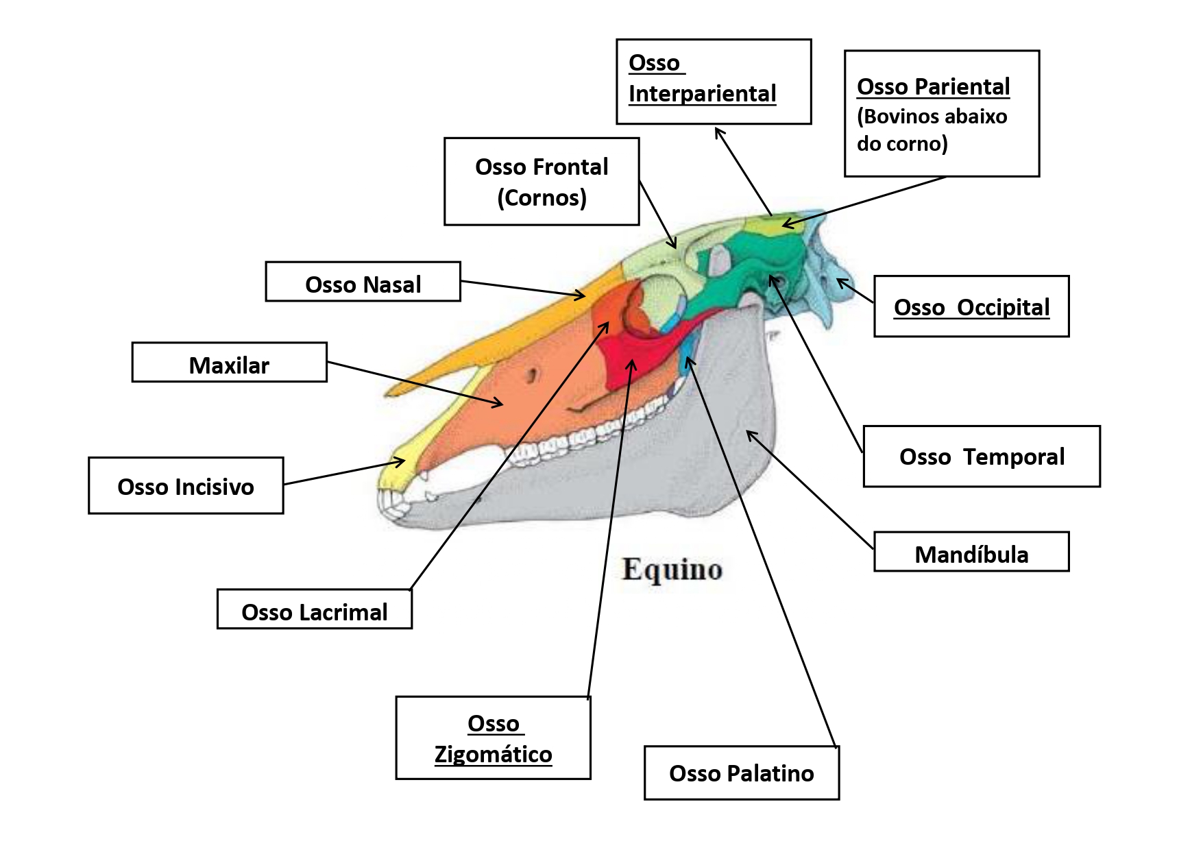 Mapa Metal Osteologia Cr Nio Anatomia Veterin Ria I