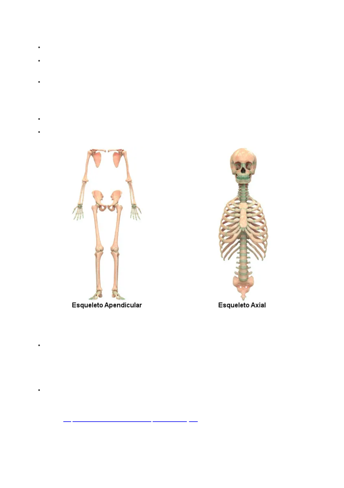 Sistema esquelético: ossos e articulações - Brasil Escola