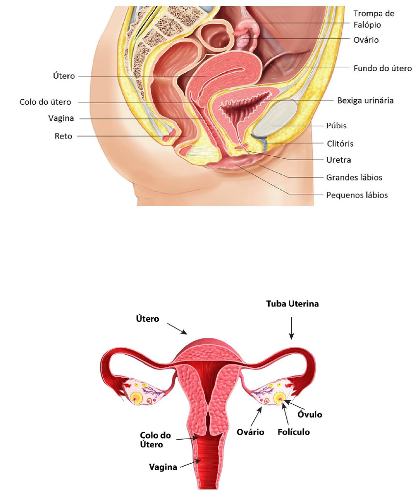 Grátis: Sistema Reprodutor Feminino - Material Claro e Objetivo em PDF para  Estudo Rápido, image size:851x1020
