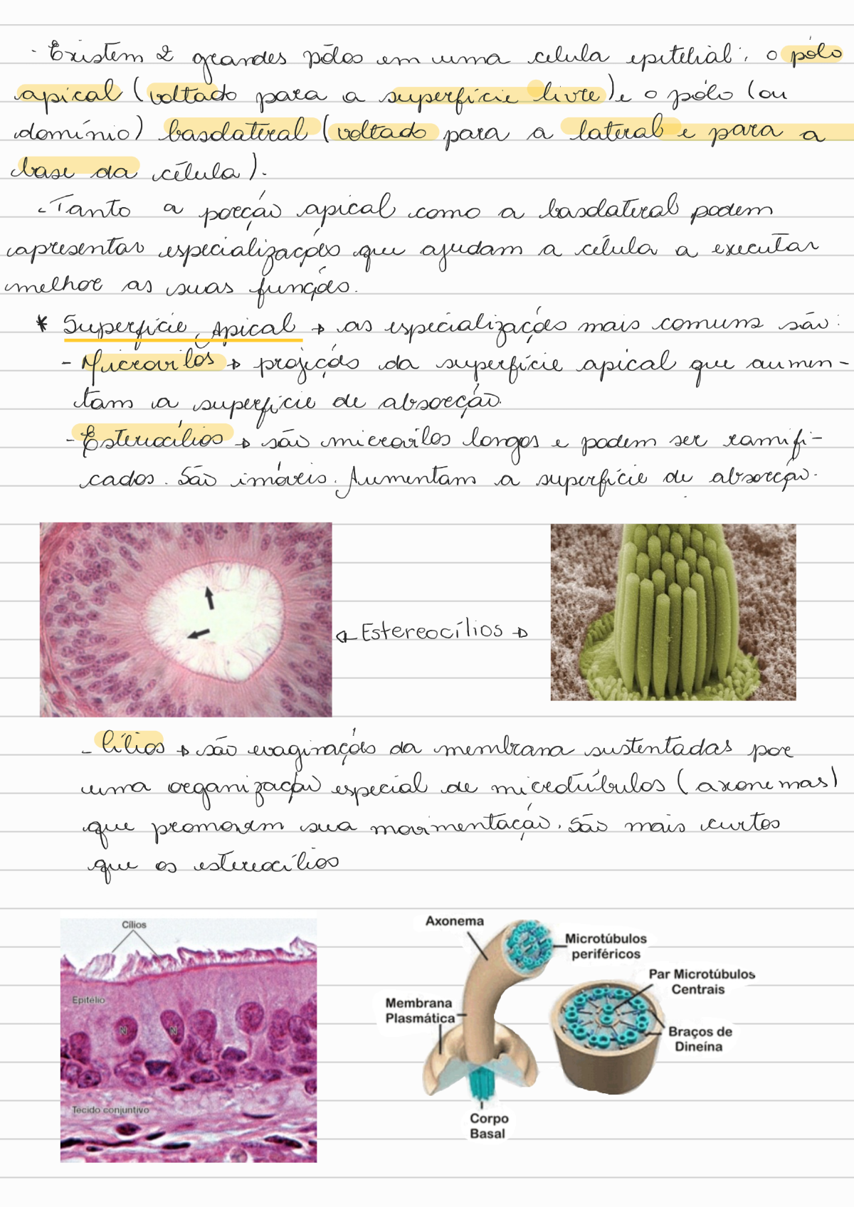 Citologia Tecido Epitelial Citologia E Histologia The Best Porn Website